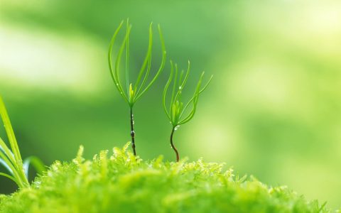 8张清新唯美绿色护眼笔记本电脑壁纸下载 1440×900分辨率