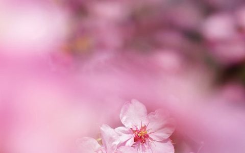 太美了！12张1080P高清唯美桃花手机壁纸下载