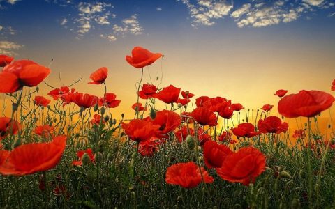 2020年散户投资者状况调查报告 价值投资者达到3成