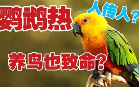 鹦鹉热是什么病毒 有什么症状 会传染吗？